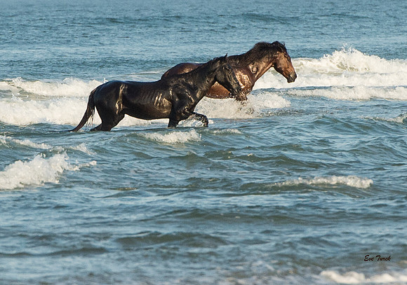 Stallions in the breakers 2016