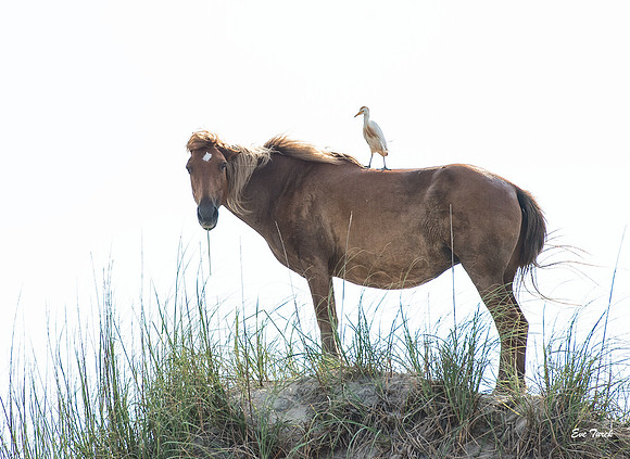 Equine Egret