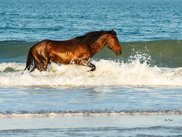 Gus in the Waves