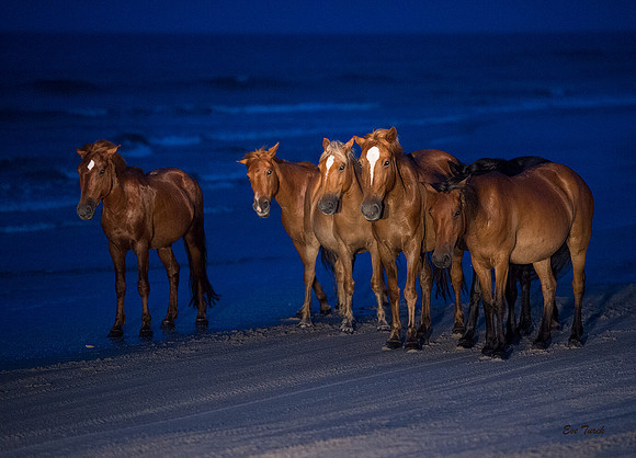 Light Painted Horses 2018