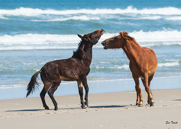 Raymond and Stallion Challenge