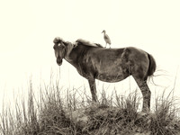 Equine Egret SEPIA