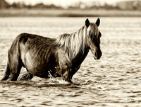 Bachelor Stallion SEPIA