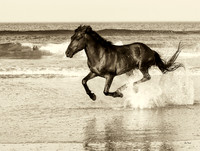 Run Like the Wind SEPIA