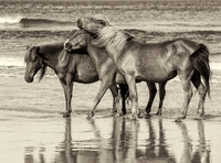 My Tribe SEPIA