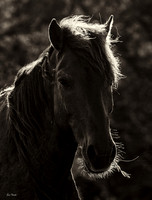 Backlit Beauty SEPIA