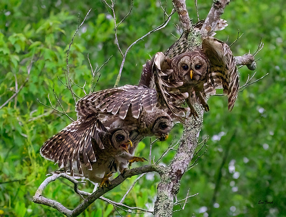 What About ME? Barred Owl and Owlets