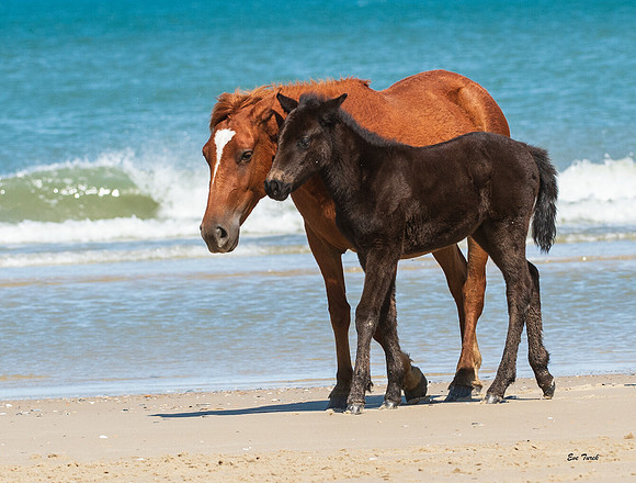Orlanda's Foal Alma