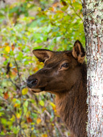 Peek A Boo Elk