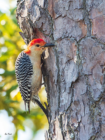 Red-bellied Woodpecker