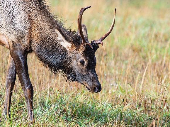 Young Elk