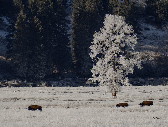 Hoarfrost in Yellowstone