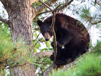 Peek A Boo Bear