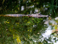 'Gator Glide                              Alligator NWR