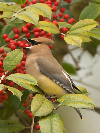 Cedar Waxwing