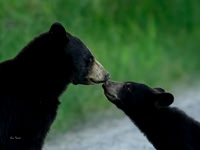 Boop!