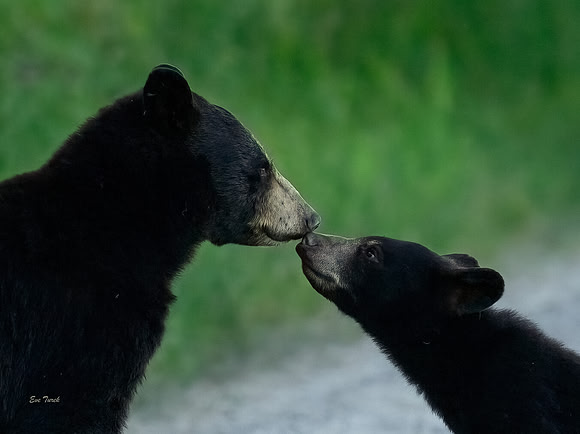 Boop!