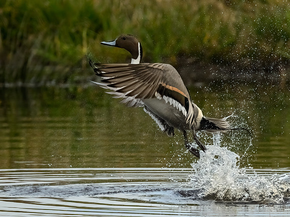 Pintail Takes Flight