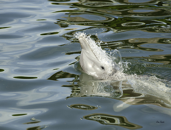 The Joy of It (Cptv) Dolphin Rsch Ctr