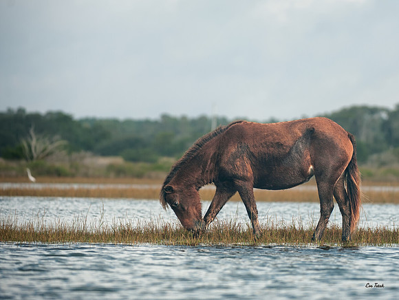 Foal Grazing the Shallows