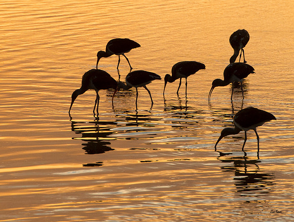 Ibis at Sunset