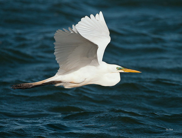 Great Egret Flight in Blue