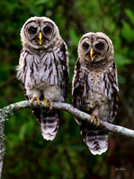 Barred Owlets