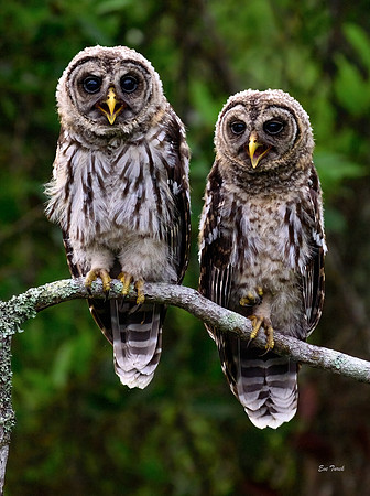 Barred Owlets