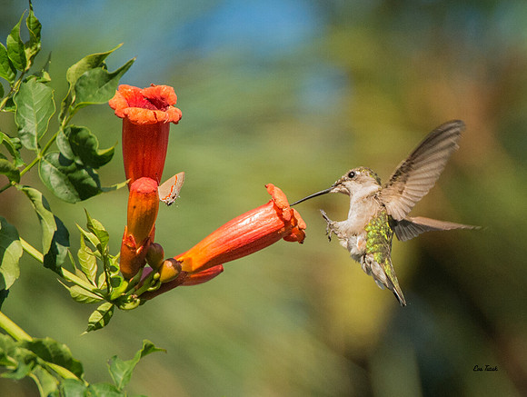 Ruby-throated Hummingbird and Trumpet Vine