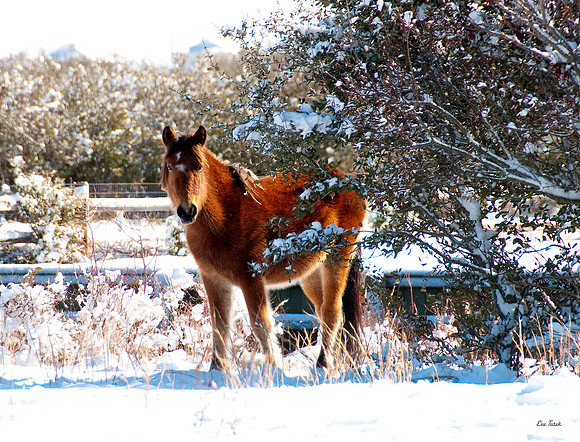 Wild Horse in Winter