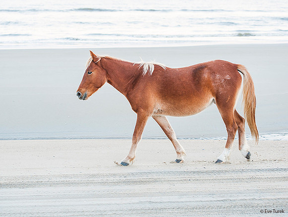 Soft Light Horse