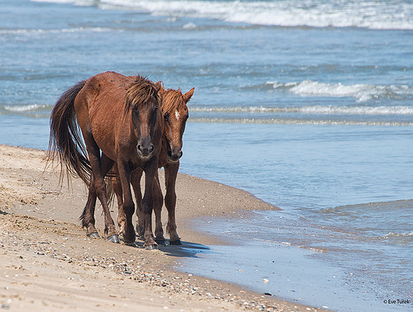 Beach Buddies