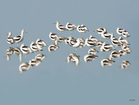 Avocet Reflections