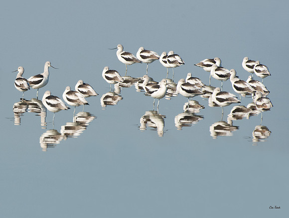 Avocet Reflections