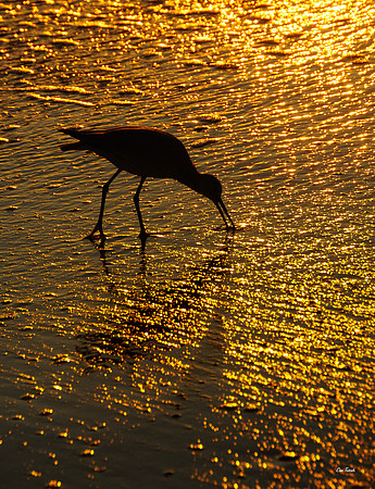 Willet Silhouette