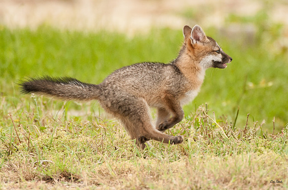 Scamper         Gray Fox Kit