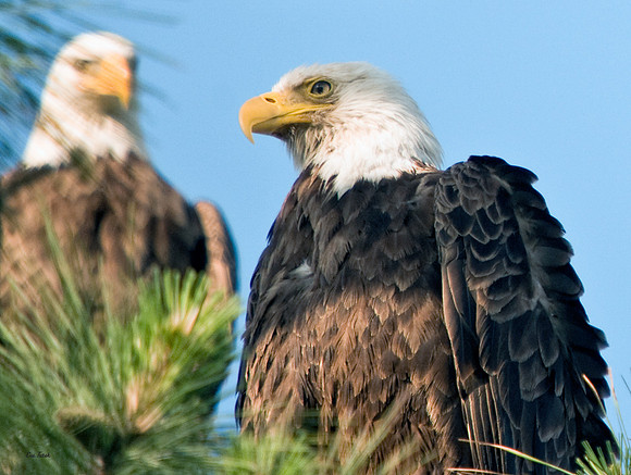 Bald Eagle Pair
