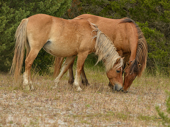 Carrot Island Duo Grazing