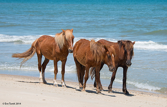 Brown Mares