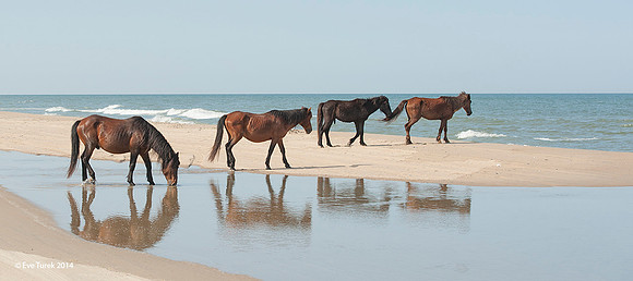 Horse Reflect