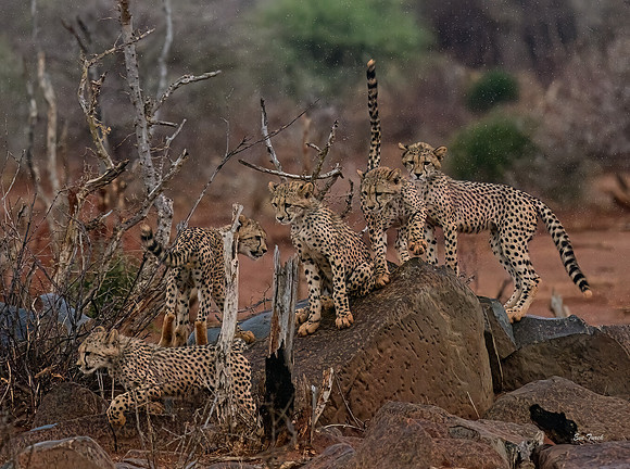 First Rainfall for the Cubs - South Africa