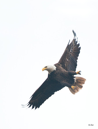 Eagle Takes Flight
