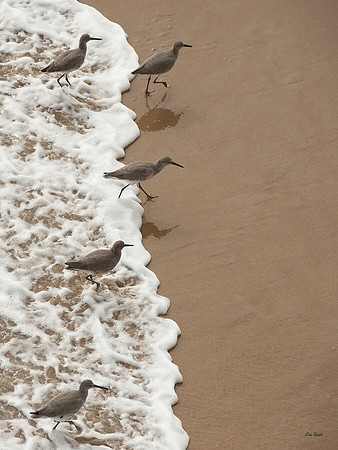 Wave Edge Willets VERT