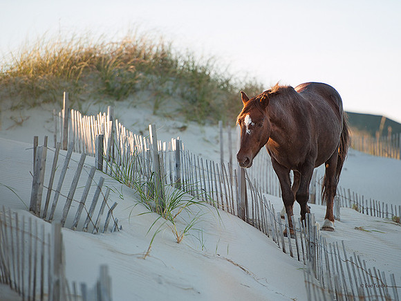 Horse and Sand Fence