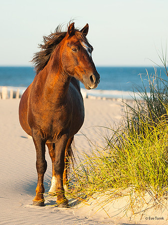 King of the Dunes