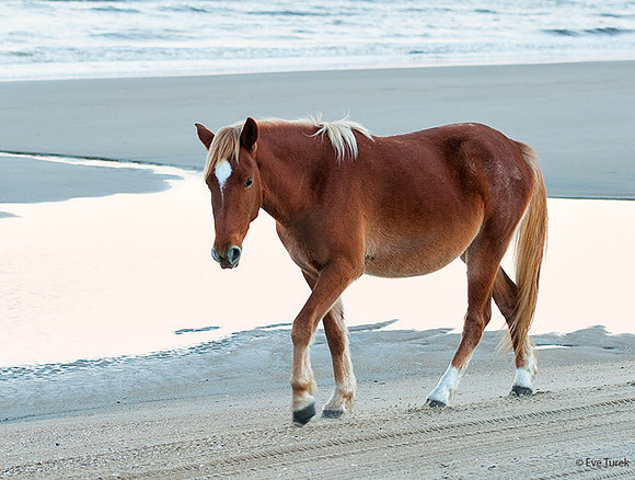 Horse by Tide Pool