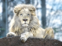 "Michael" -- in Rescue at Tiger World, NC  from Timbavati, South Africa