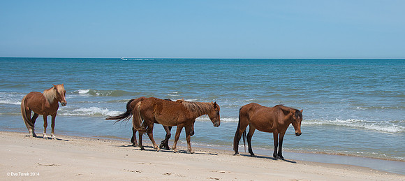 Brown Horse Group PANO