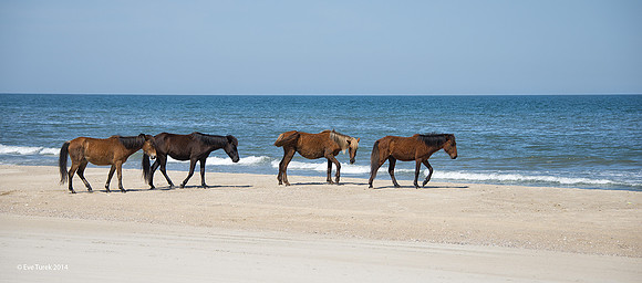 Black Stallion and Brown Mares