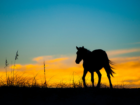 Sunset Steed